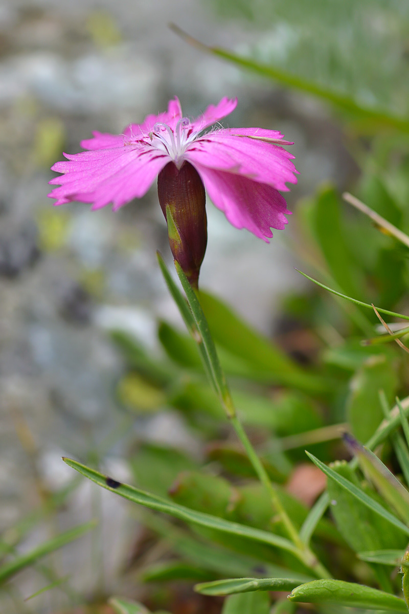 Изображение особи Dianthus kusnezovii.