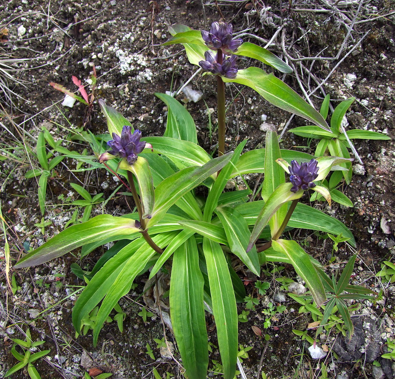 Изображение особи Gentiana macrophylla.
