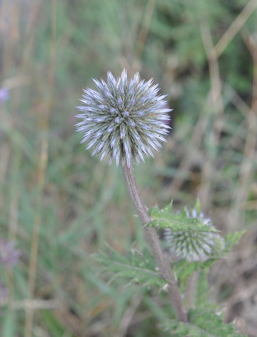 Image of Echinops sphaerocephalus specimen.