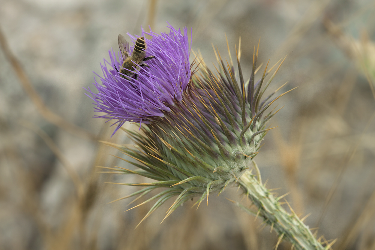 Image of Onopordum leptolepis specimen.