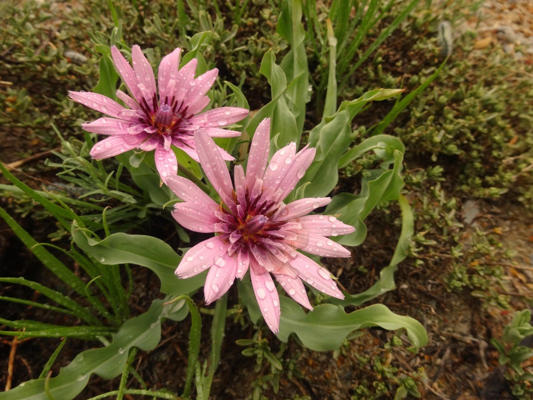 Image of Tragopogon ruber specimen.