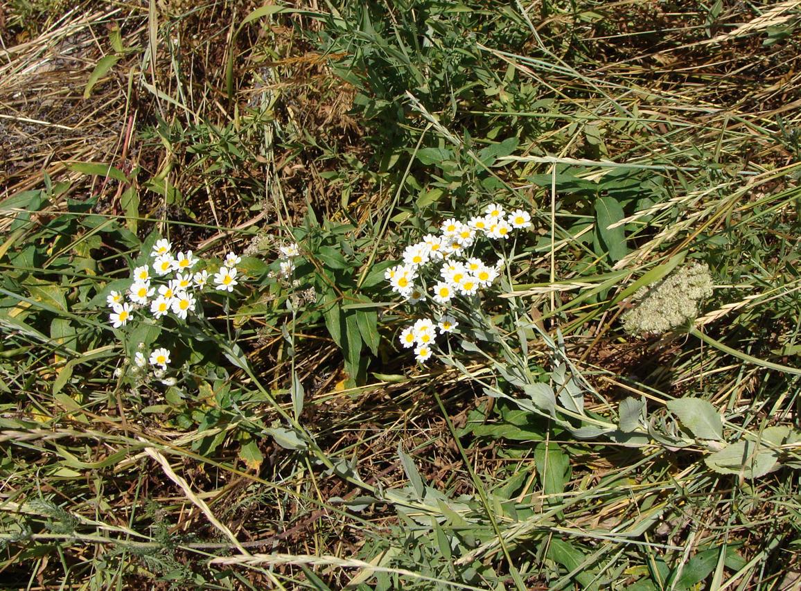 Изображение особи Pyrethrum balsamitoides.