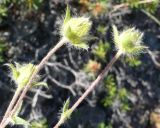 род Potentilla