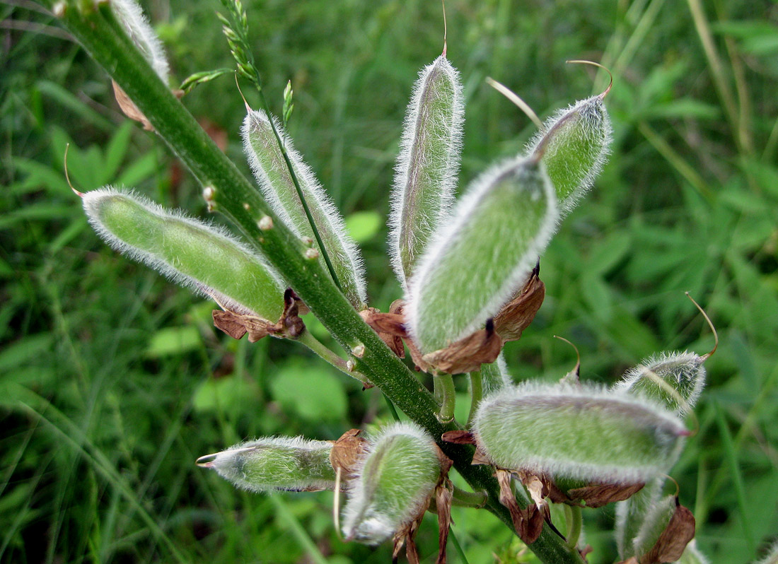 Изображение особи Lupinus polyphyllus.