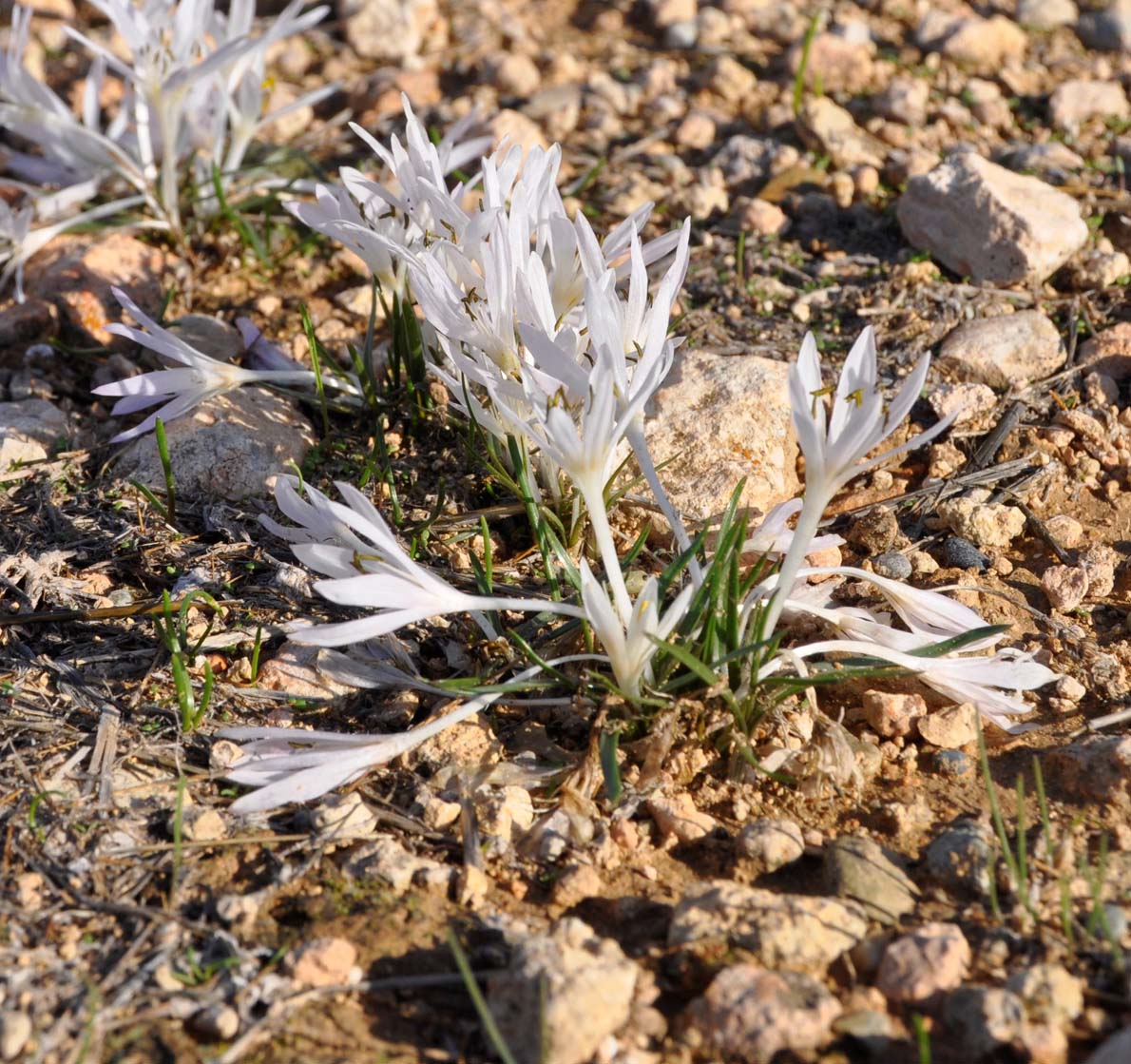 Image of Colchicum pusillum specimen.