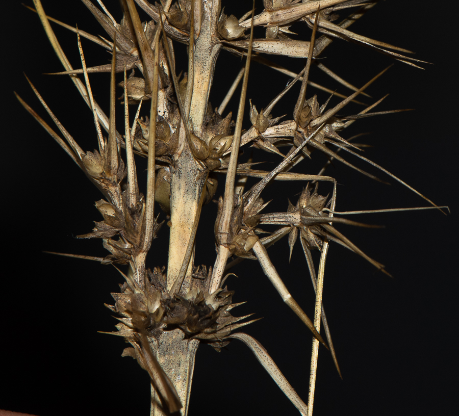 Image of Lomandra longifolia specimen.