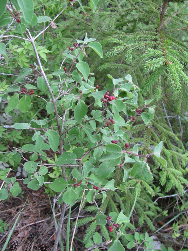 Image of Lonicera xylosteum specimen.