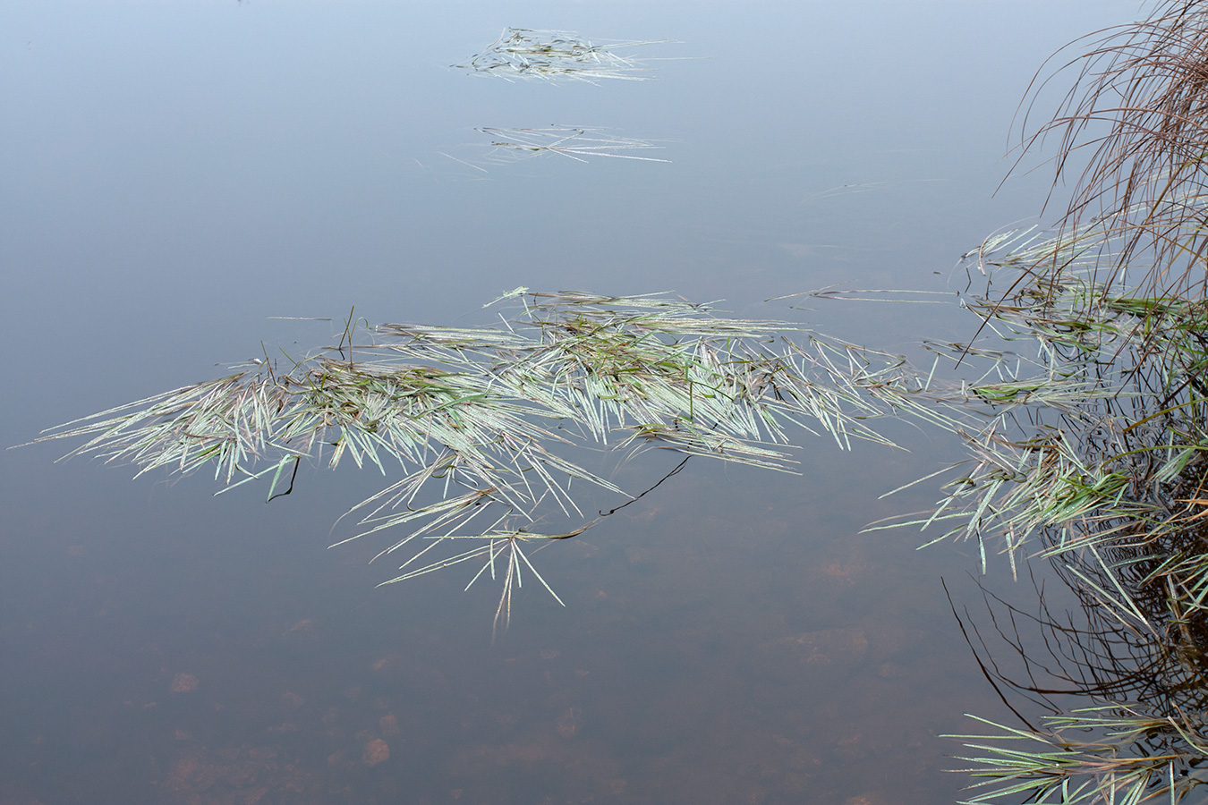 Image of Glyceria fluitans specimen.