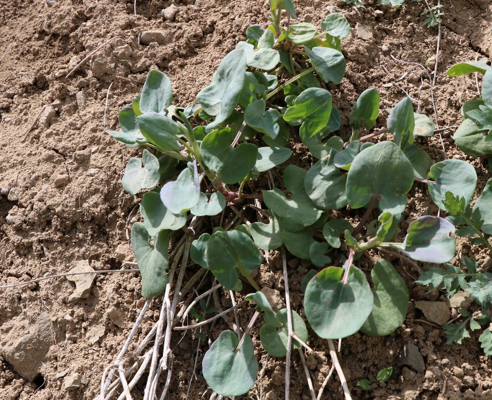 Image of Rumex hastifolius specimen.