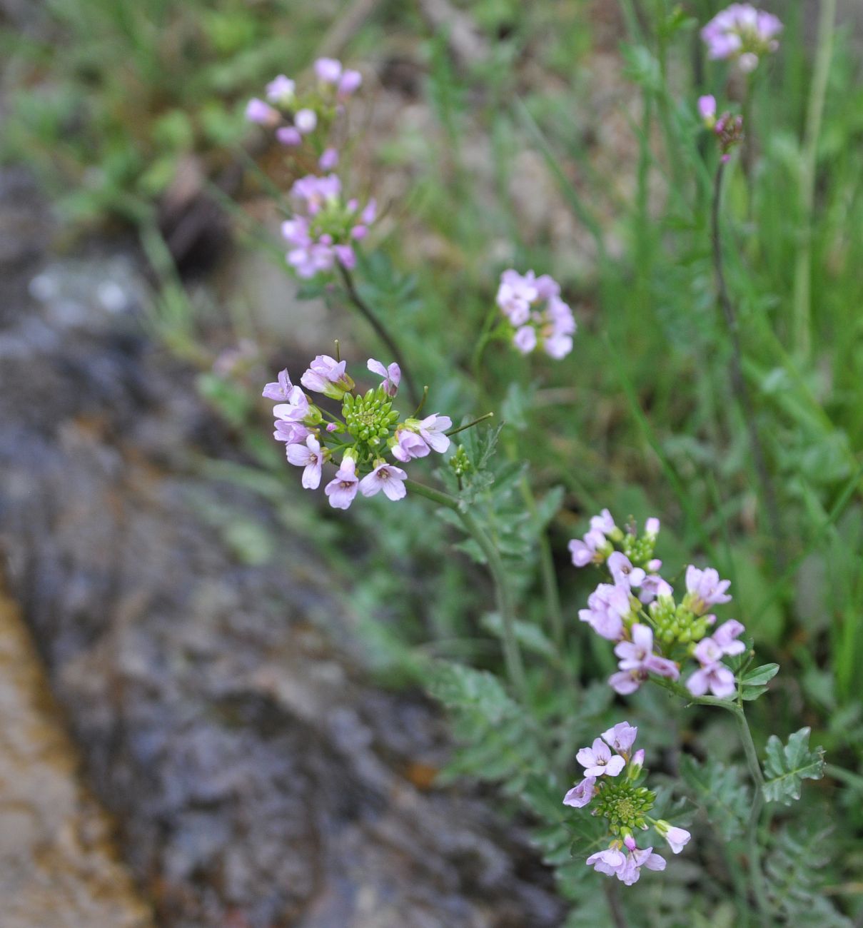 Image of Cardamine seidlitziana specimen.