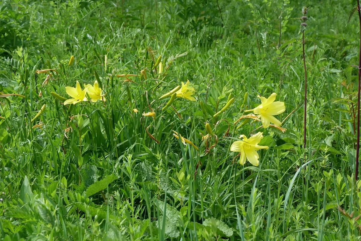 Image of Hemerocallis lilio-asphodelus specimen.