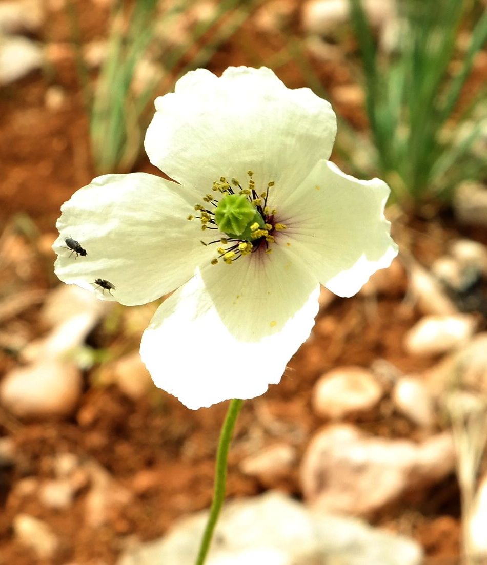 Image of Papaver albiflorum specimen.