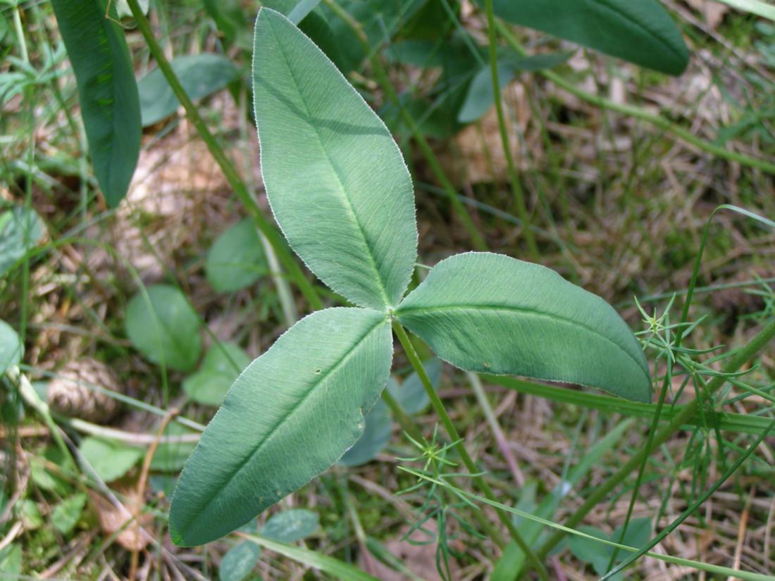 Image of Trifolium montanum specimen.