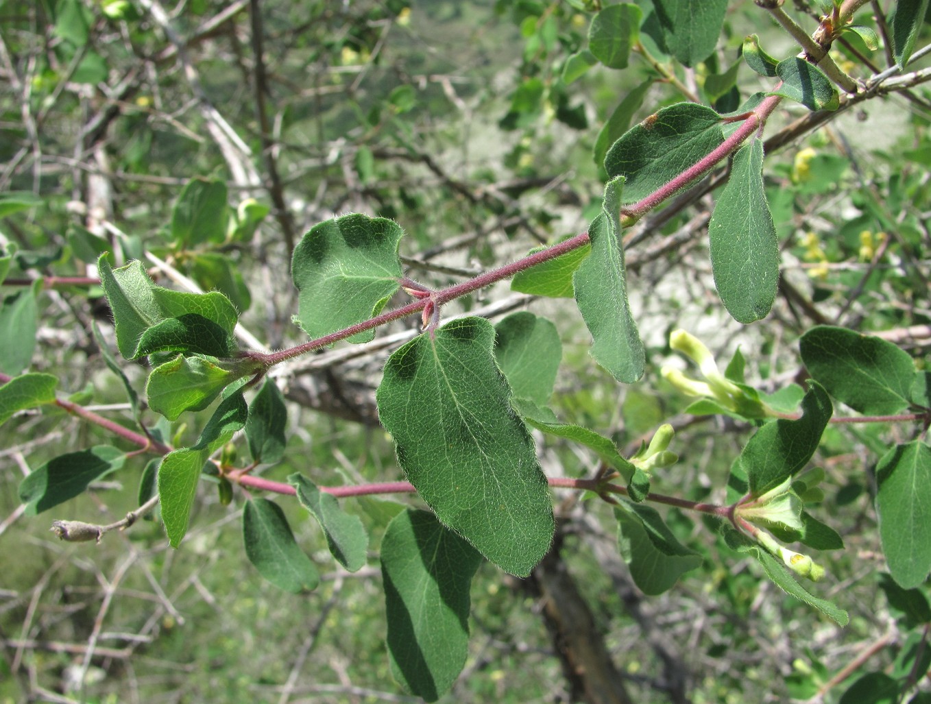 Изображение особи Lonicera iberica.