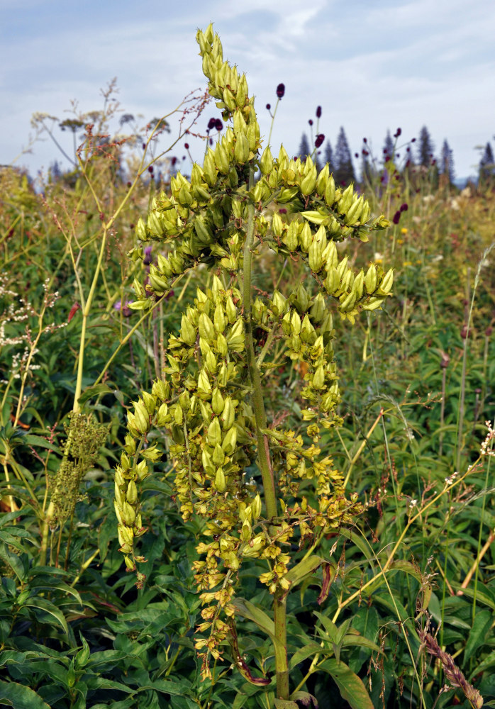 Изображение особи Veratrum lobelianum.