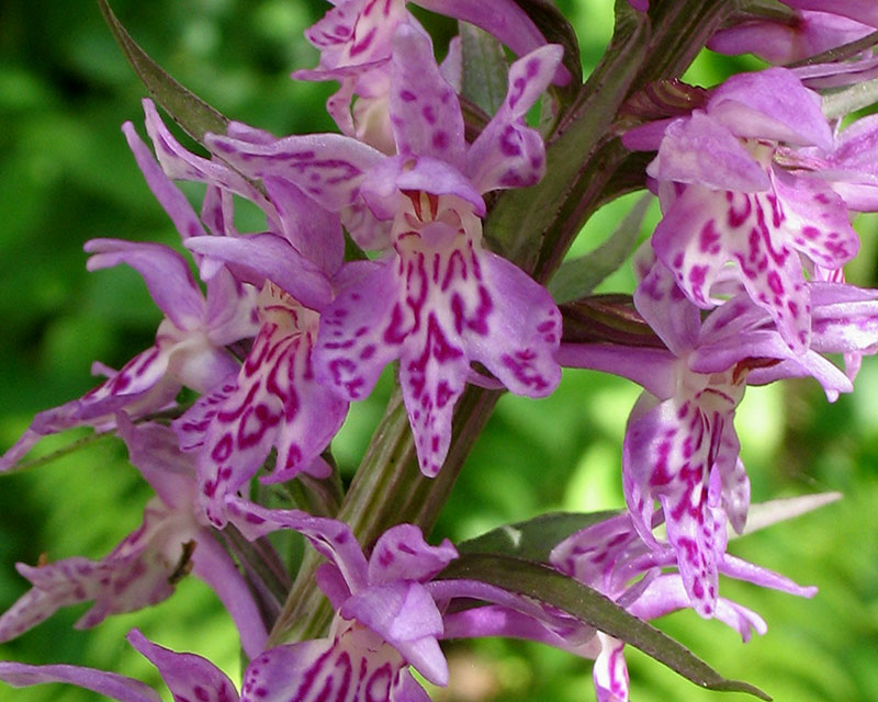 Изображение особи Dactylorhiza fuchsii.