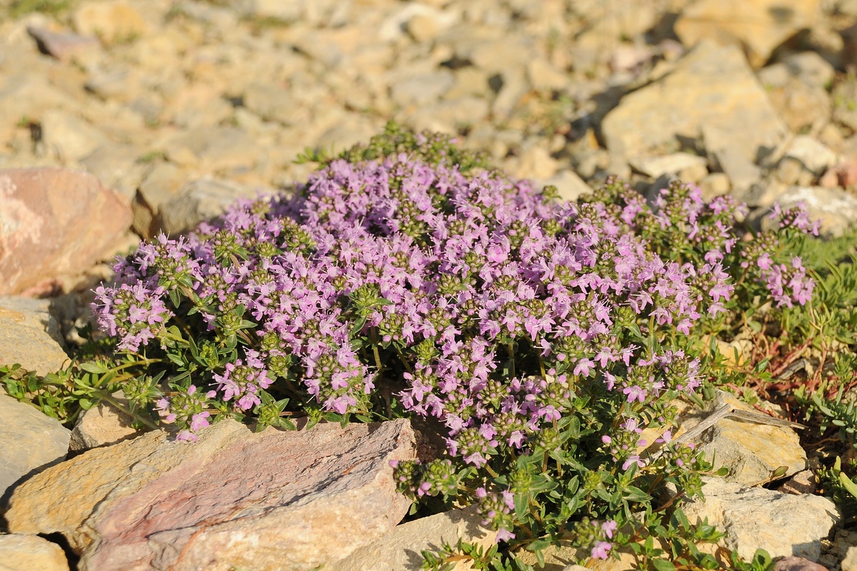 Image of Thymus karatavicus specimen.