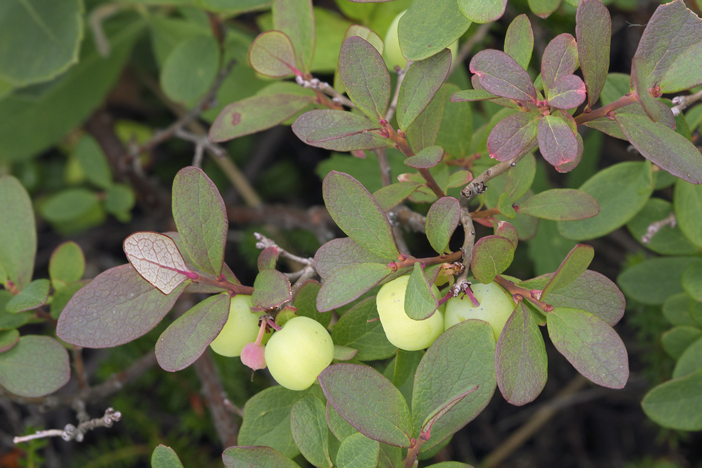 Изображение особи Vaccinium uliginosum.