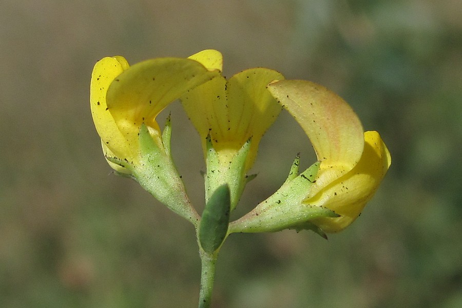 Image of Lotus tenuis specimen.