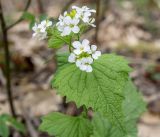 Alliaria petiolata