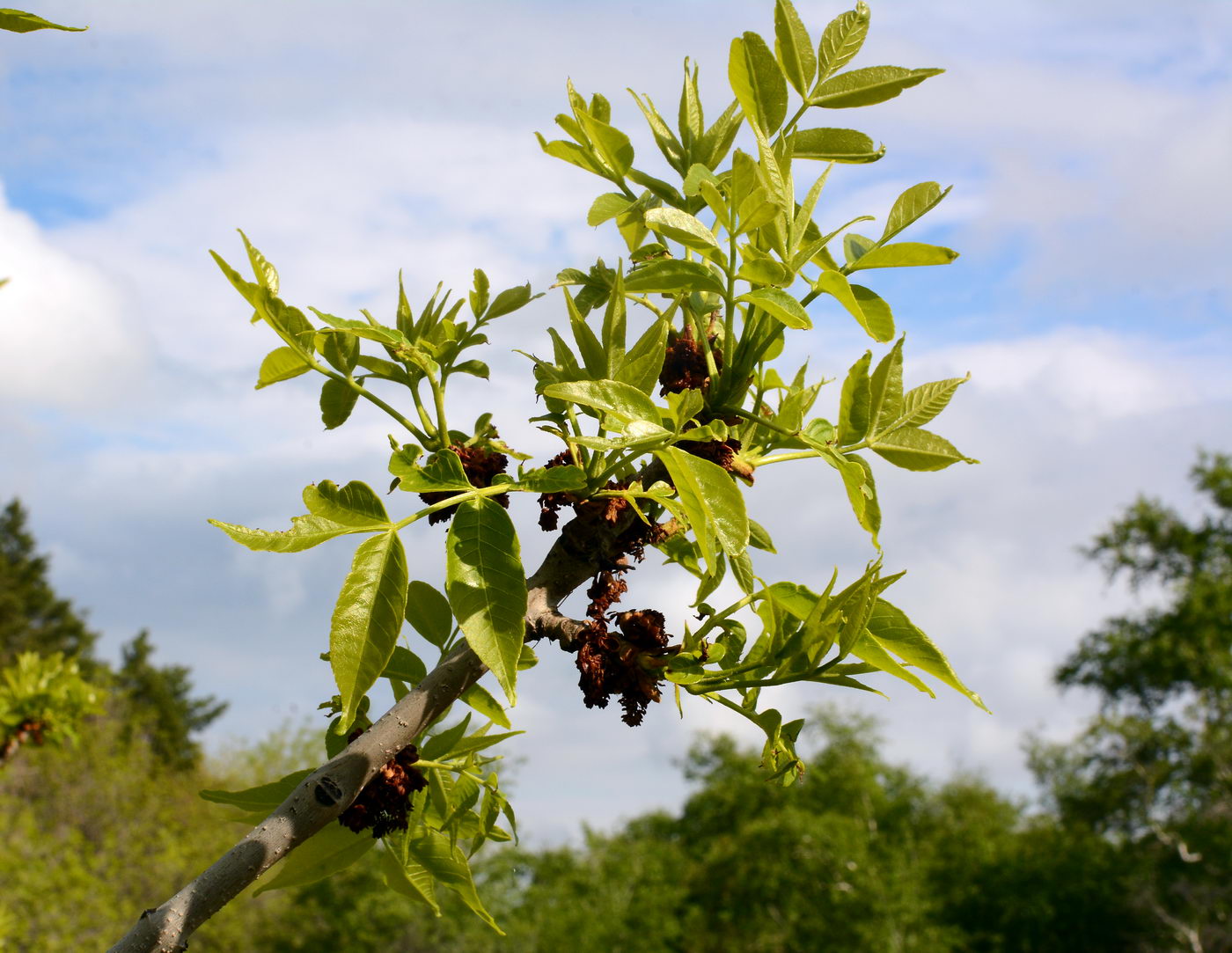 Image of Fraxinus pennsylvanica specimen.