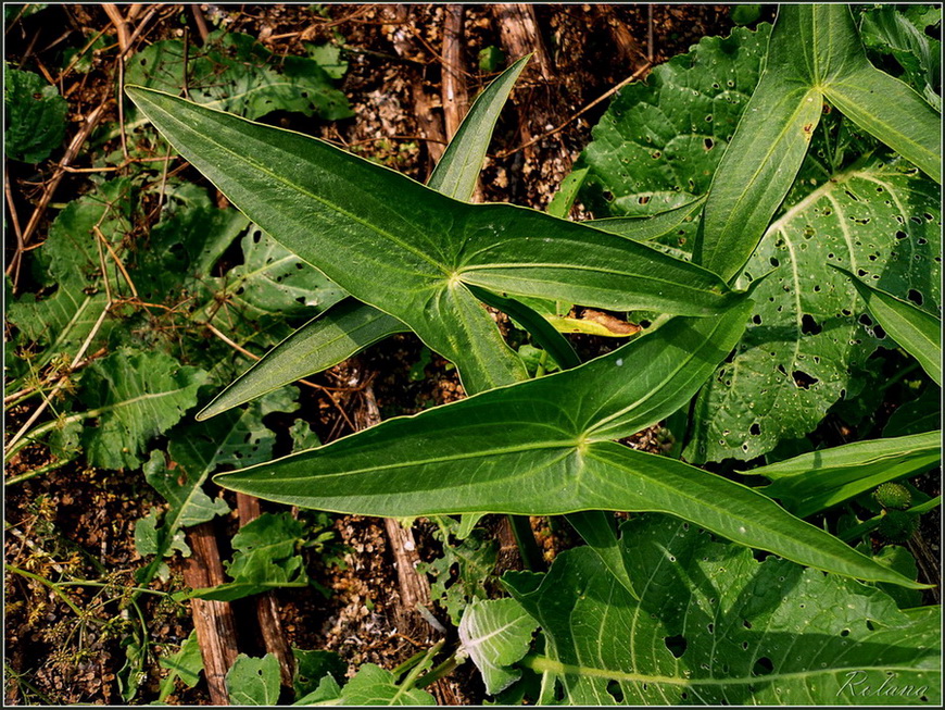 Image of Sagittaria sagittifolia specimen.