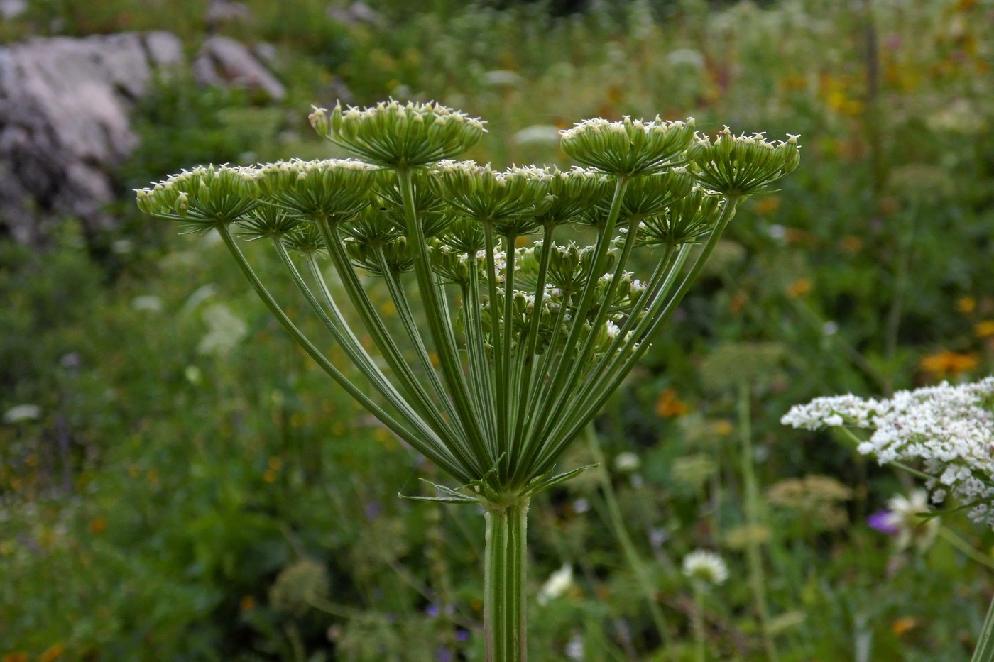 Image of Macrosciadium alatum specimen.