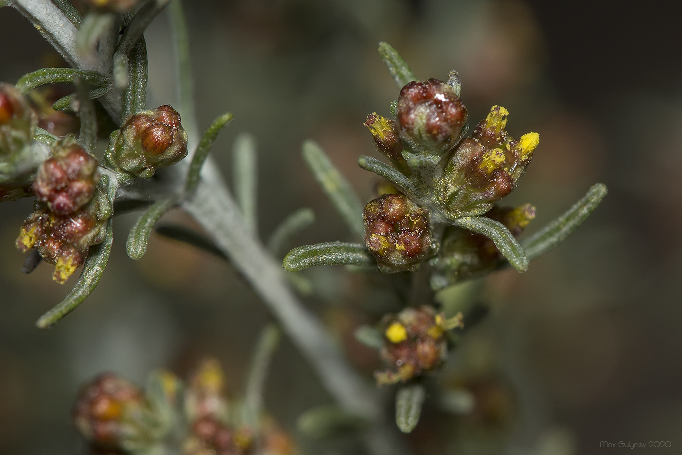 Image of Artemisia taurica specimen.