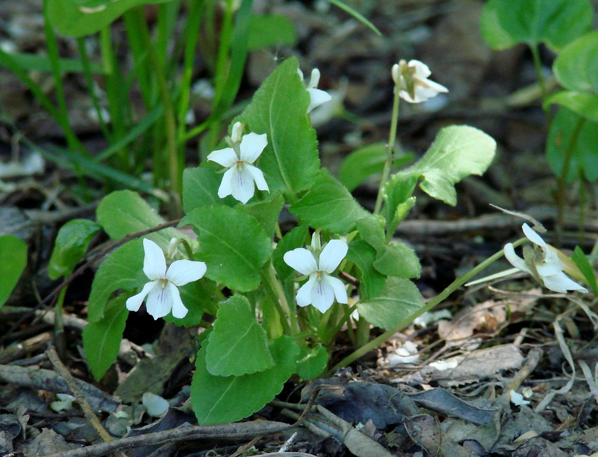 Изображение особи Viola alexandrowiana.