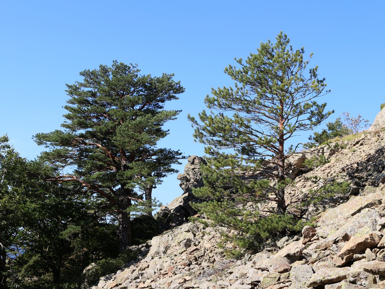 Image of Pinus sylvestris ssp. hamata specimen.