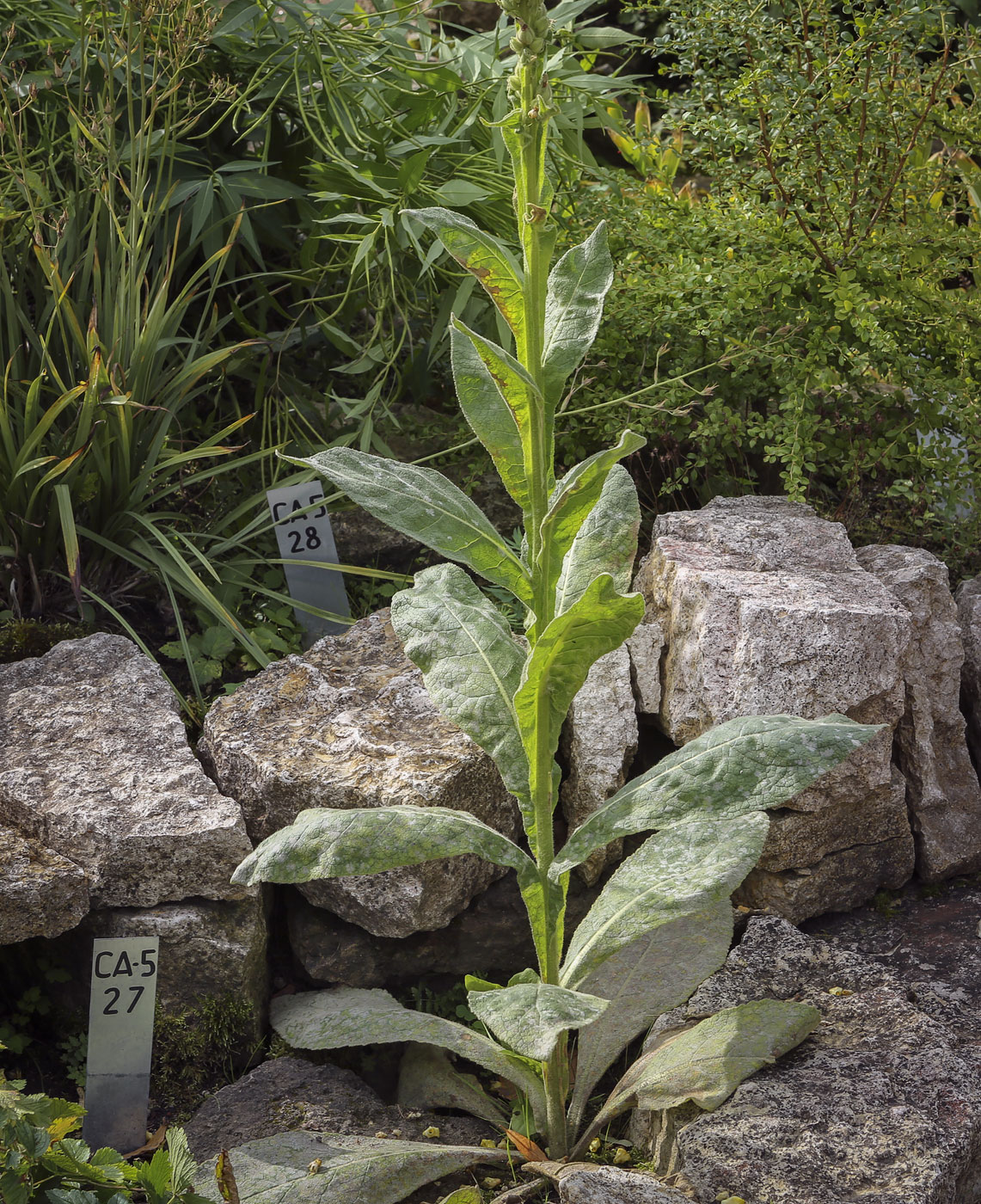 Изображение особи Verbascum thapsus.