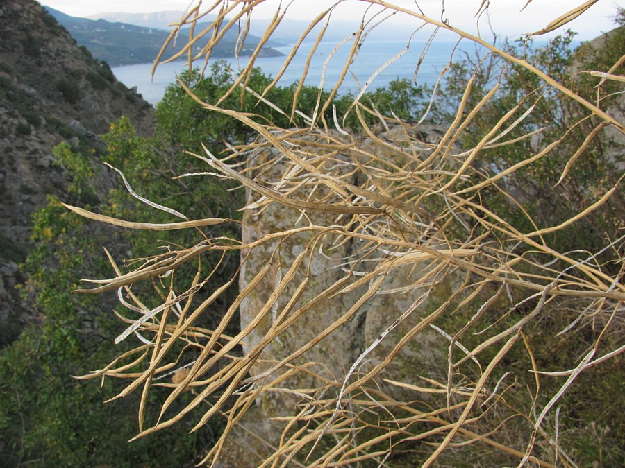 Изображение особи Brassica taurica.