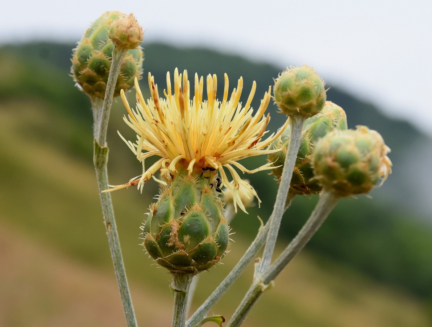 Изображение особи Centaurea salonitana.