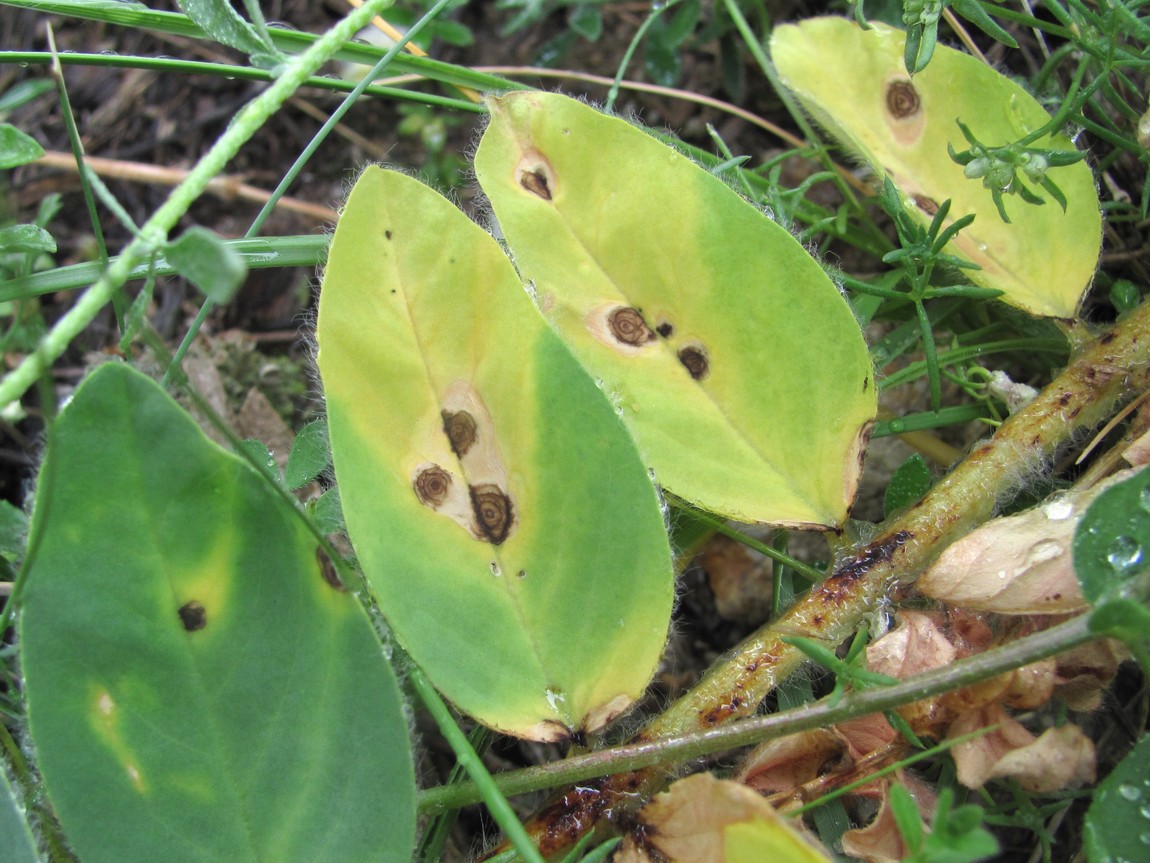 Изображение особи Astragalus maximus.