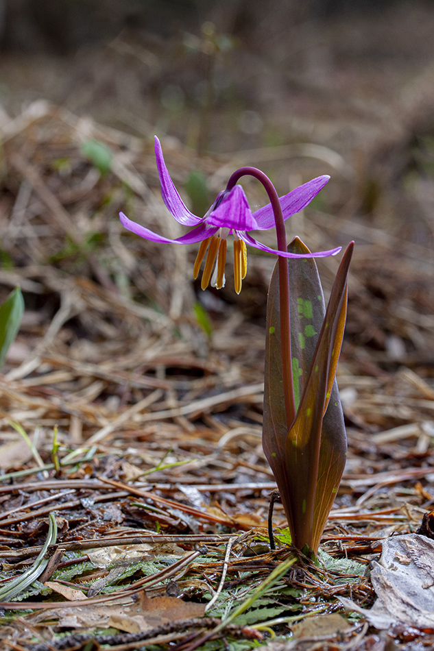 Изображение особи Erythronium sibiricum.