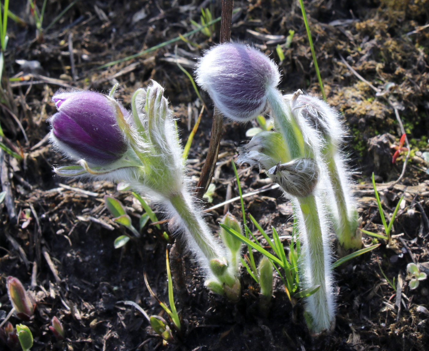 Image of Pulsatilla patens specimen.