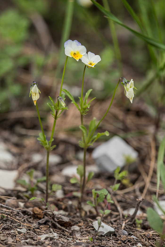 Изображение особи Viola hymettia.