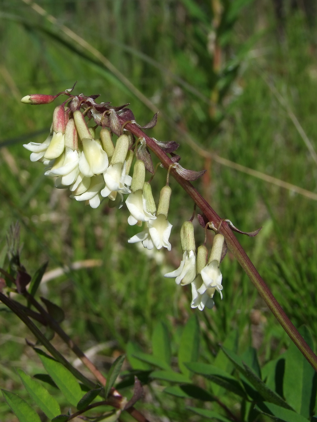 Изображение особи Astragalus frigidus.