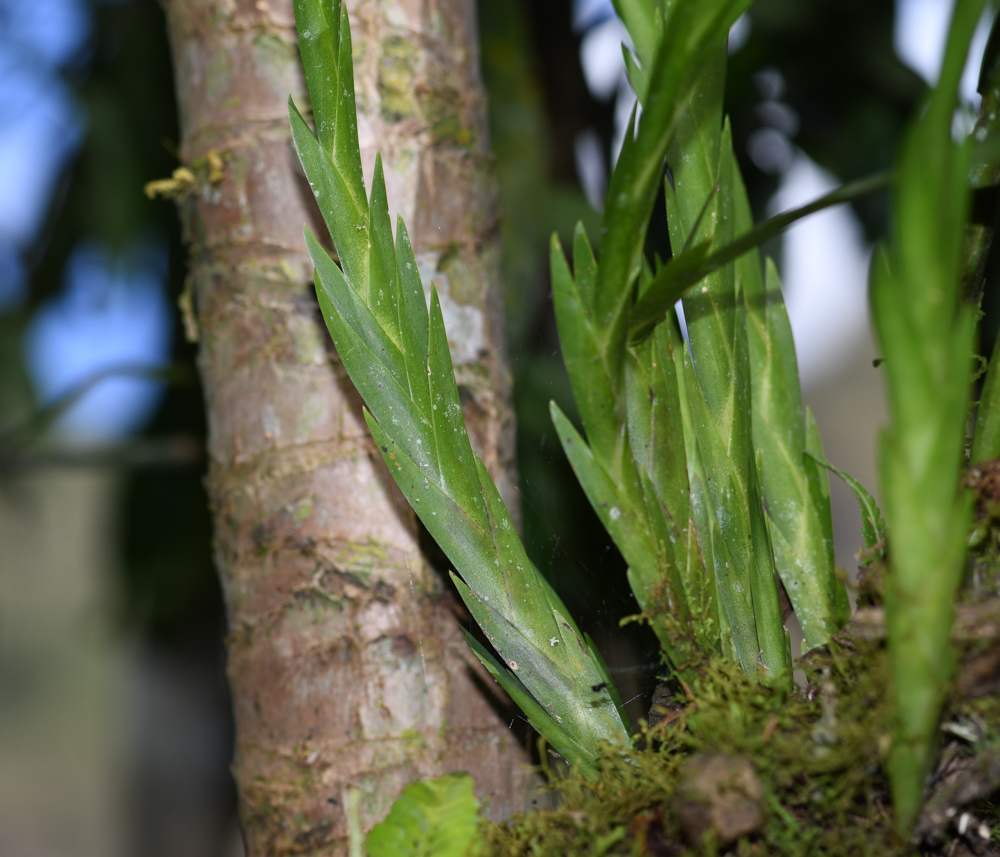 Image of Lockhartia longifolia specimen.