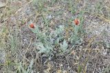 Helichrysum arenarium