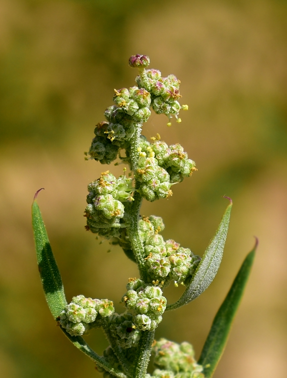 Изображение особи Chenopodium album.