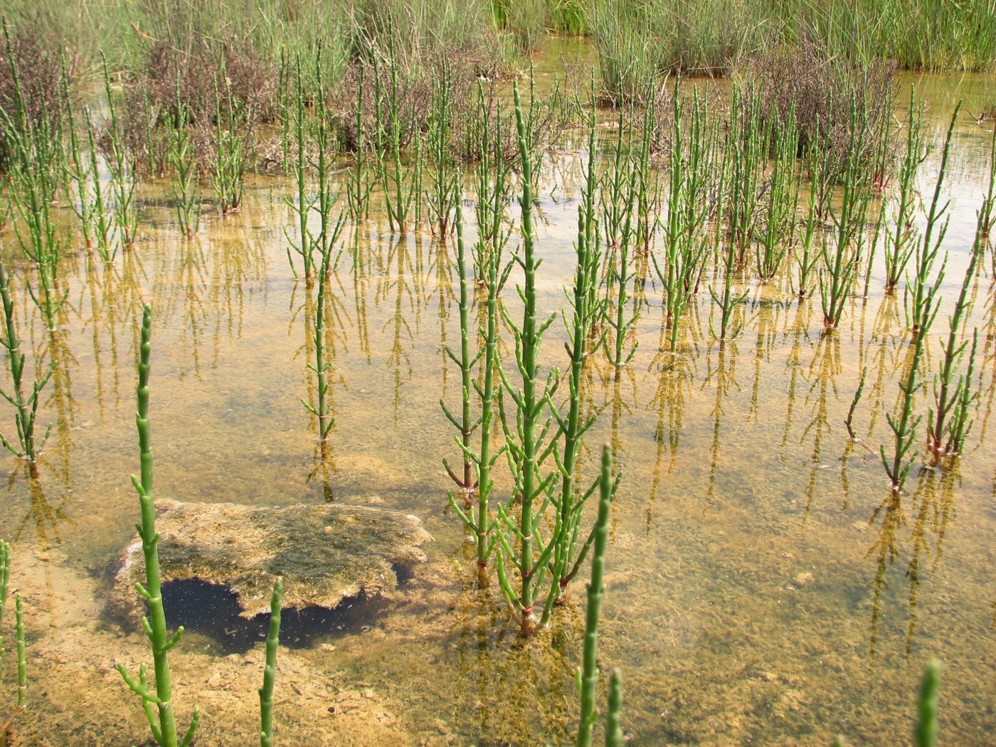 Изображение особи Salicornia perennans.