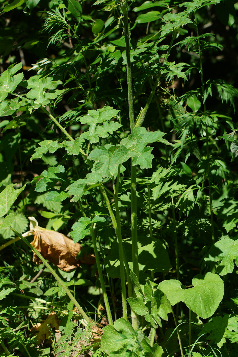 Image of Heracleum sibiricum specimen.