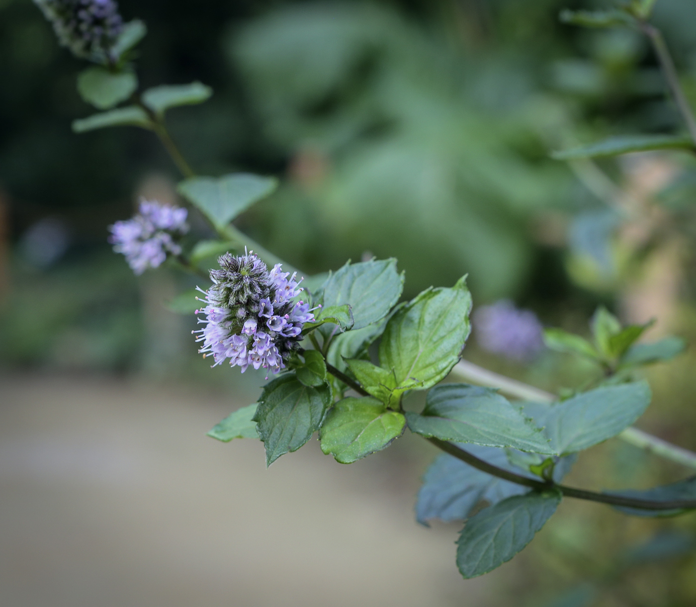 Изображение особи Mentha aquatica.