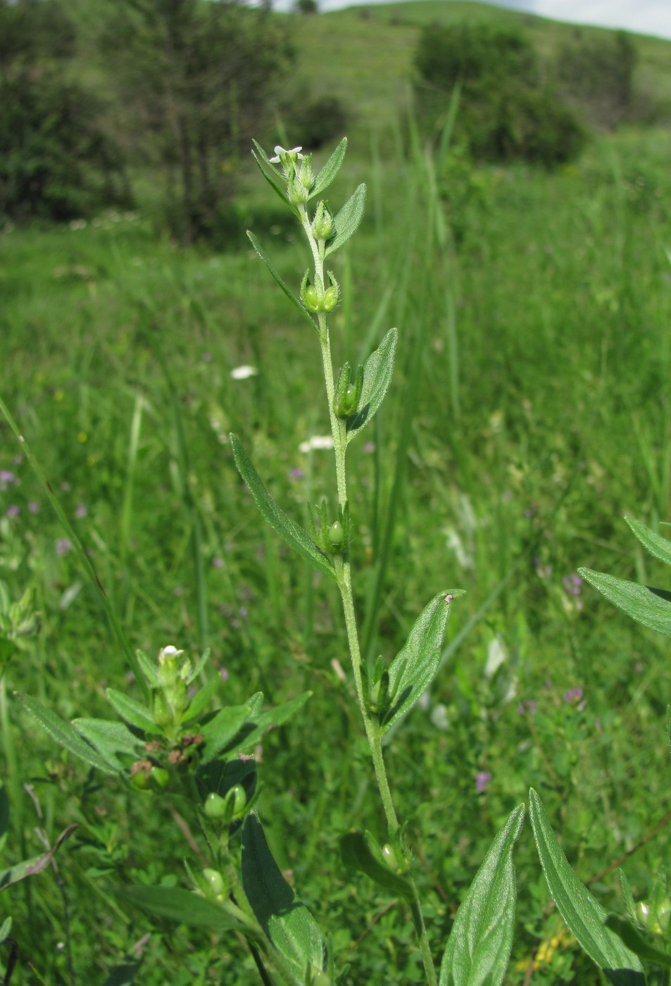 Image of Lithospermum officinale specimen.