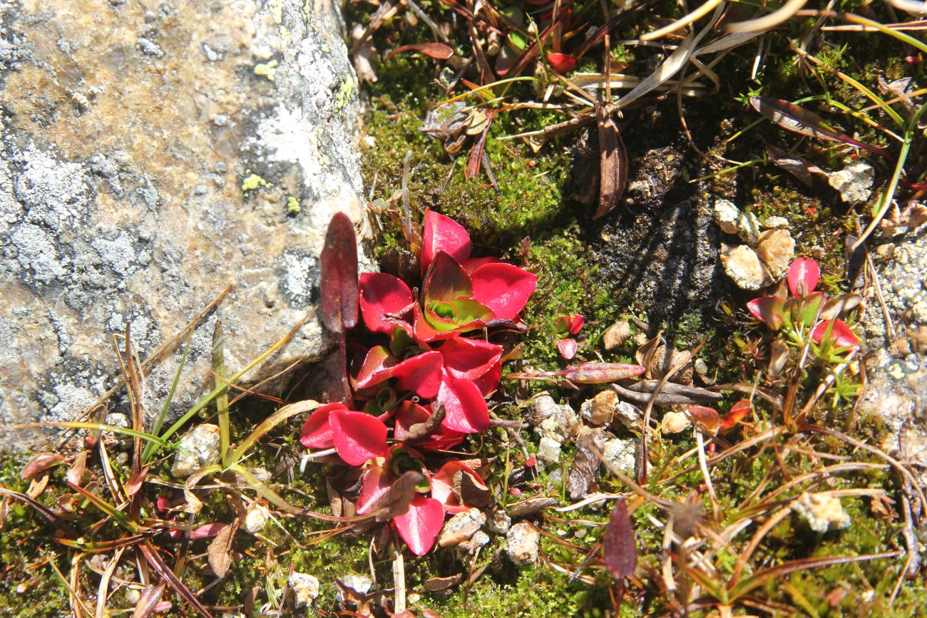 Image of Micranthes melaleuca specimen.