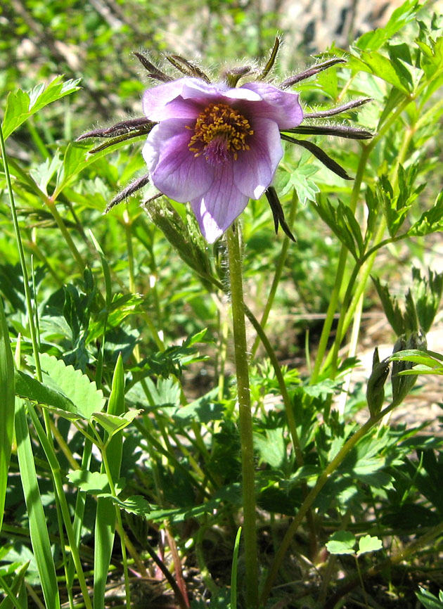 Image of Pulsatilla ajanensis specimen.