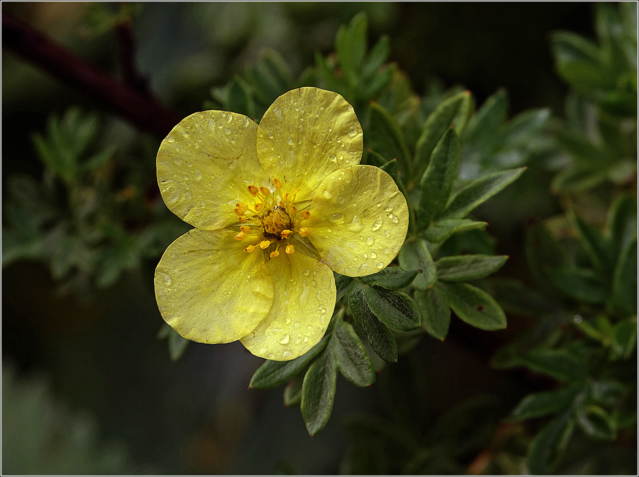 Изображение особи Dasiphora fruticosa.