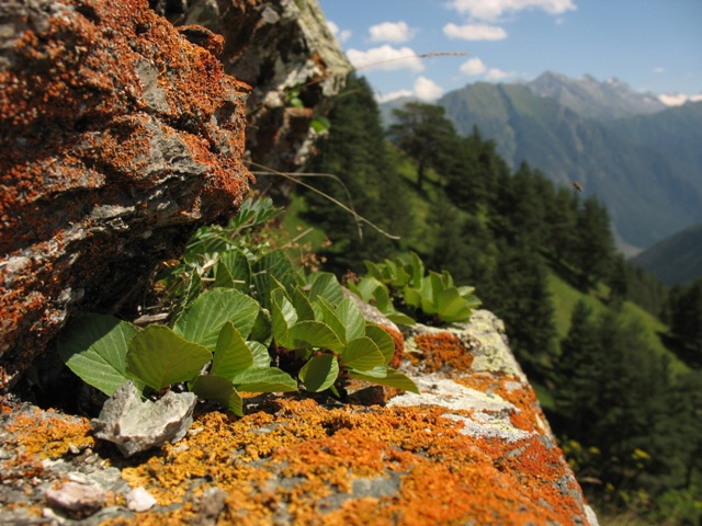 Image of Rhamnus microcarpa specimen.