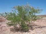 Limonium otolepis